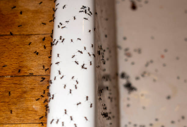 Best Wasp Removal Services  in USA